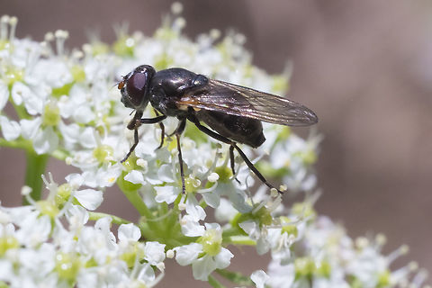 dark colored fly  Geotagged,Summer,United States