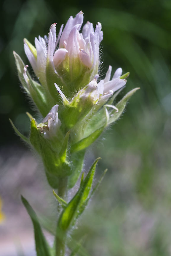 Oddball magenta paintbrush I found this one plant with lovely pale pink flowers rather than the regular bright magenta Castilleja parviflora,Geotagged,Mountain Indian paintbrush,Summer,United States