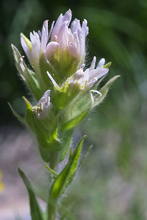 Oddball magenta paintbrush I found this one plant with lovely pale pink flowers rather than the regular bright magenta Castilleja parviflora,Geotagged,Mountain Indian paintbrush,Summer,United States
