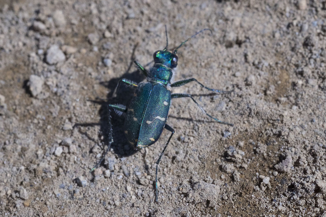 Cicindela oregona, subspecies guttifera I must have looked interesting chasing this bugger down... it flies and has the infuriating habit of just when you are getting close enough to take off and fly just a few feet down the trail...  Cicindela oregona,Geotagged,Summer,United States