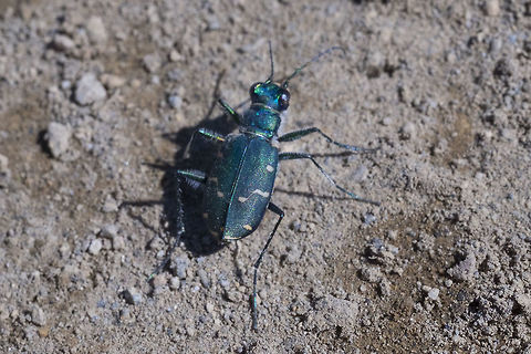 Cicindela oregona, subspecies guttifera I must have looked interesting chasing this bugger down... it flies and has the infuriating habit of just when you are getting close enough to take off and fly just a few feet down the trail...  Cicindela oregona,Geotagged,Summer,United States