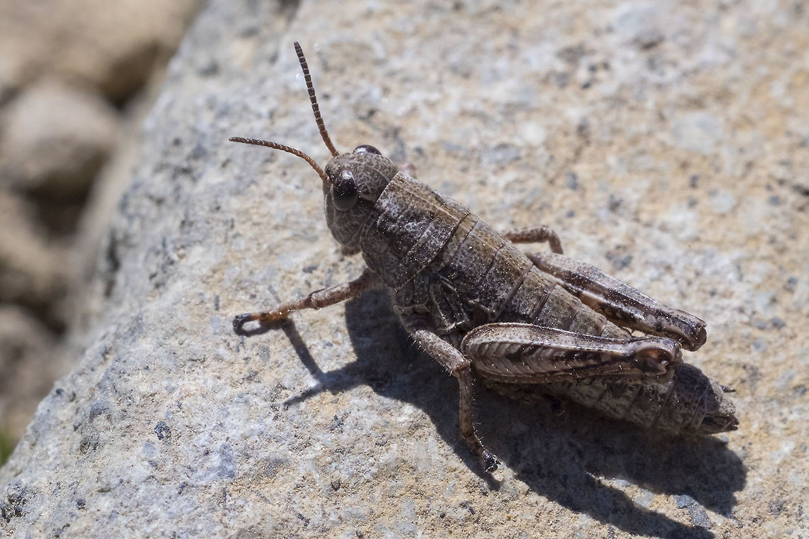 Grasshopper nymph I think I should be able to ID this guy even though he's not an adult. I'm pretty sure there's only a couple if not only one species that lives in the vicinity. Geotagged,Summer,United States