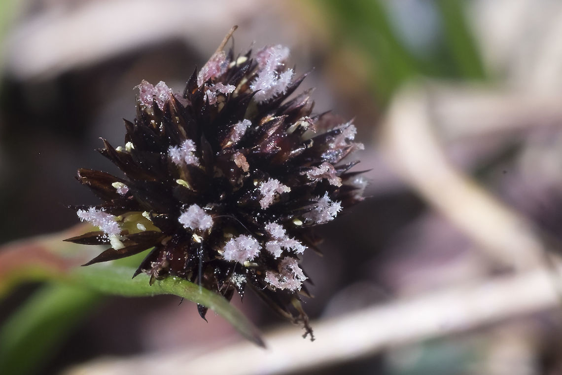 Merten's rush  Geotagged,Juncus mertensianus,Mertens' rush,Summer,United States