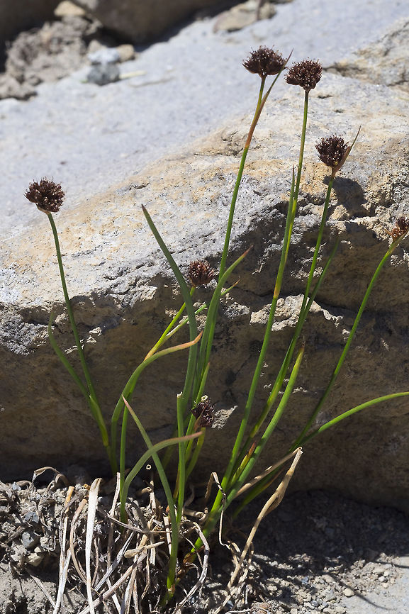 Merten's rush  Geotagged,Juncus mertensianus,Mertens' rush,Summer,United States