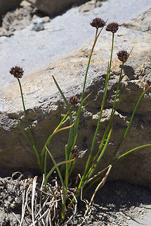 Merten's rush  Geotagged,Juncus mertensianus,Mertens' rush,Summer,United States