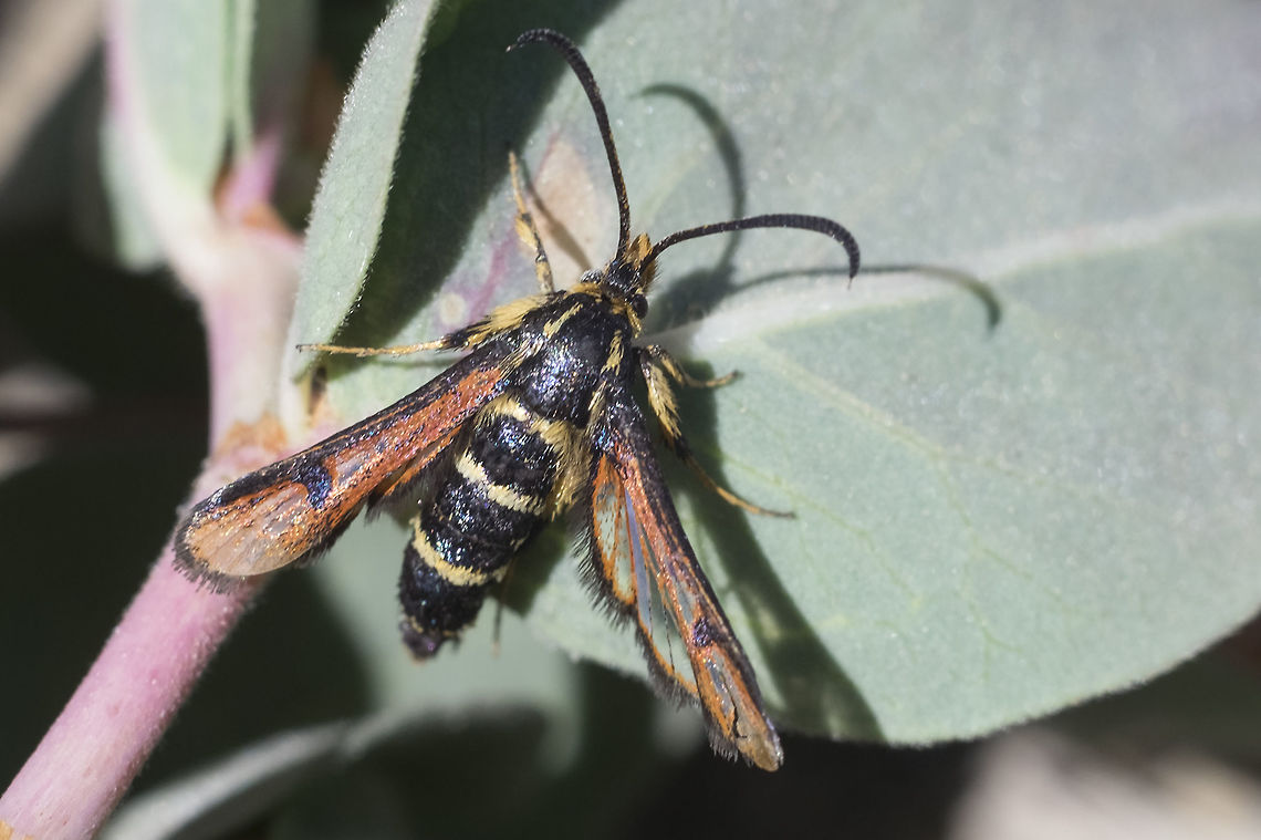 wasp mimicking moth Synanthedon chrysidipennis - as far as I can tell, though there are many species, this is the only one that can be found at very high altitudes and this was around 6,000 feet or more.<br />
<br />
my apologies.. the description I gave this poor little guy is super lame... not too much info out there, but I will see if I can track more down and do a bit better. Geotagged,Moth Week 2018,Sesiidae,Summer,Synanthedon chrysidipennis,United States