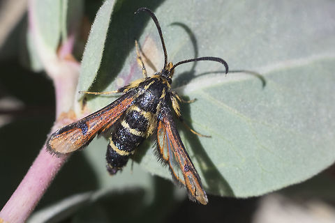 wasp mimicking moth Synanthedon chrysidipennis - as far as I can tell, though there are many species, this is the only one that can be found at very high altitudes and this was around 6,000 feet or more.

my apologies.. the description I gave this poor little guy is super lame... not too much info out there, but I will see if I can track more down and do a bit better. Geotagged,Moth Week 2018,Sesiidae,Summer,Synanthedon chrysidipennis,United States