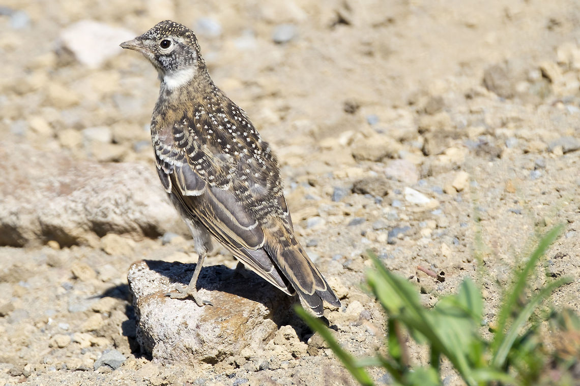 Juvenile horned lark  Eremophila alpestris,Geotagged,Horned lark,Summer,United States