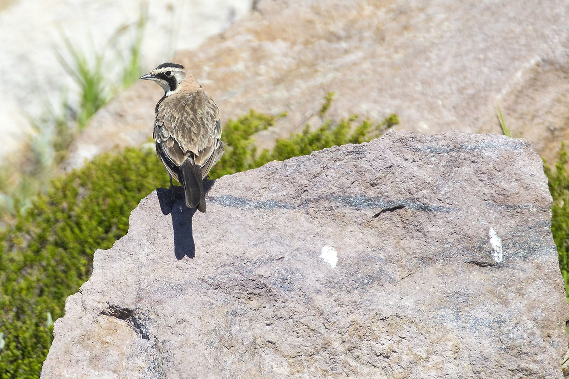 Horned lark male  Eremophila alpestris,Geotagged,Horned lark,Summer,United States