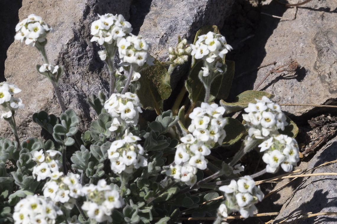 short fruited smelowskia  Geotagged,Smelowskia ovalis,Summer,United States