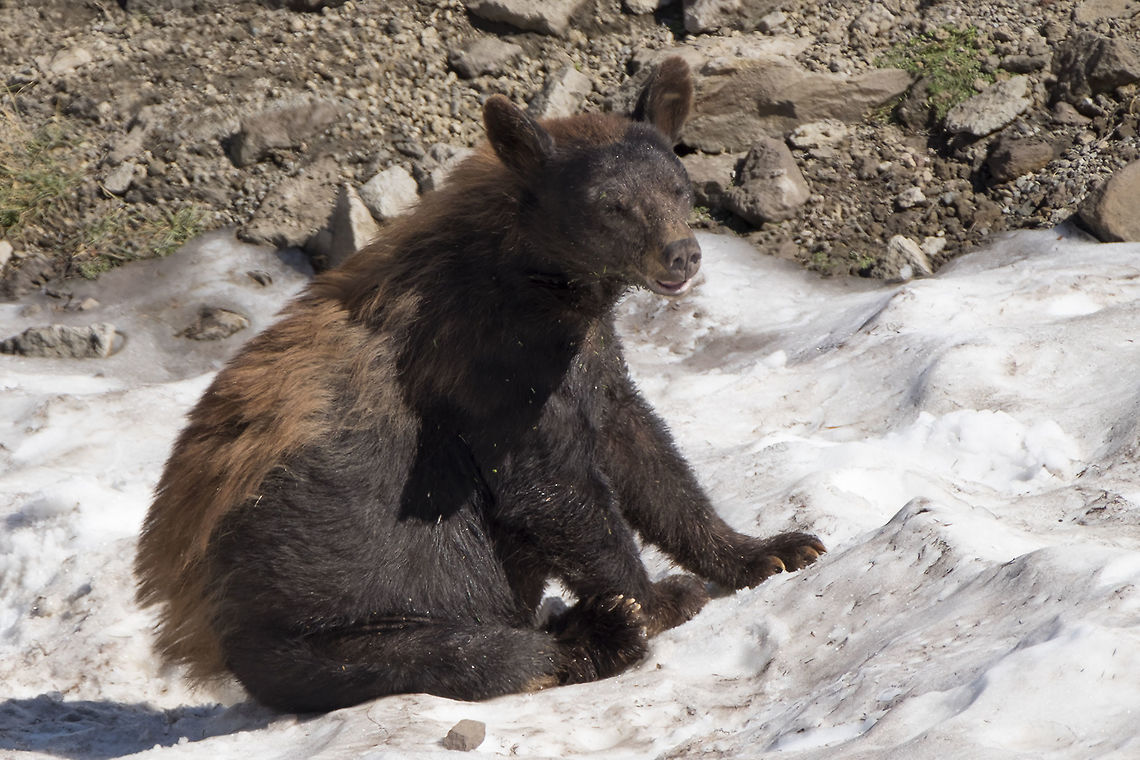Hot and Itchy... this poor little black bear looked kind of miserable... it was only (supposedly) about 68F up on top of the mountain, but for the elevation it was pretty warm. This fellow was just hanging out having a good wallow and  bum scratch on one of the remaining bits of snow bank. He was scaring the tourists a bit, but he showed absolutely no interest in me at all.  American black bear,Geotagged,Summer,United States,Ursus americanus