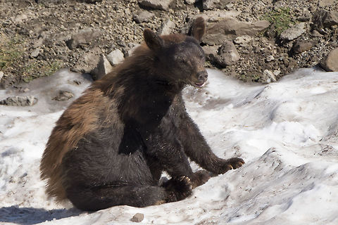 Hot and Itchy... this poor little black bear looked kind of miserable... it was only (supposedly) about 68F up on top of the mountain, but for the elevation it was pretty warm. This fellow was just hanging out having a good wallow and  bum scratch on one of the remaining bits of snow bank. He was scaring the tourists a bit, but he showed absolutely no interest in me at all.  American black bear,Geotagged,Summer,United States,Ursus americanus