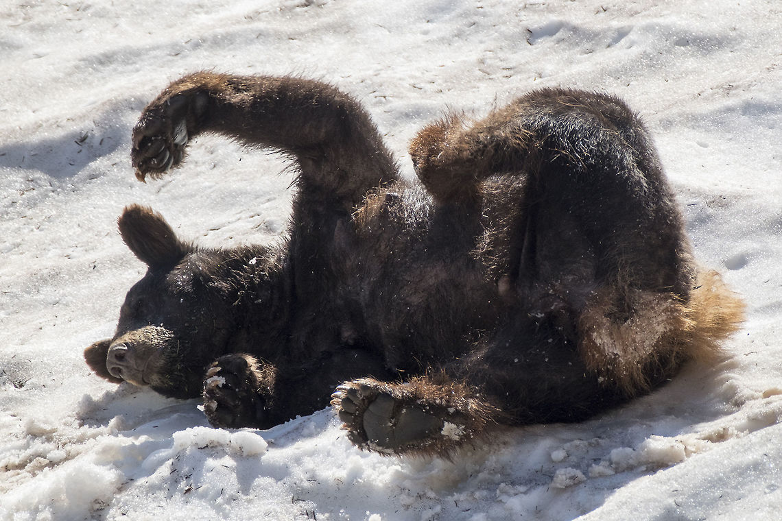 Hot day snow bath  American black bear,Geotagged,Summer,United States,Ursus americanus