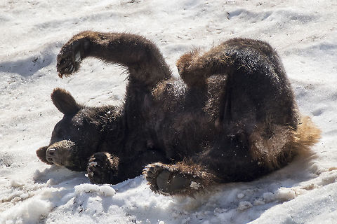 Hot day snow bath  American black bear,Geotagged,Summer,United States,Ursus americanus