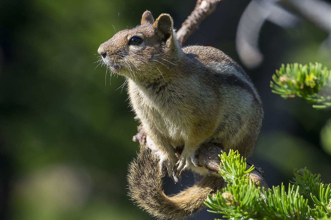 Cascade golden-mantled ground squirrel  Callospermophilus saturatus,Cascade golden-mantled ground squirrel,Geotagged,Golden-mantled ground squirrel,Summer,United States
