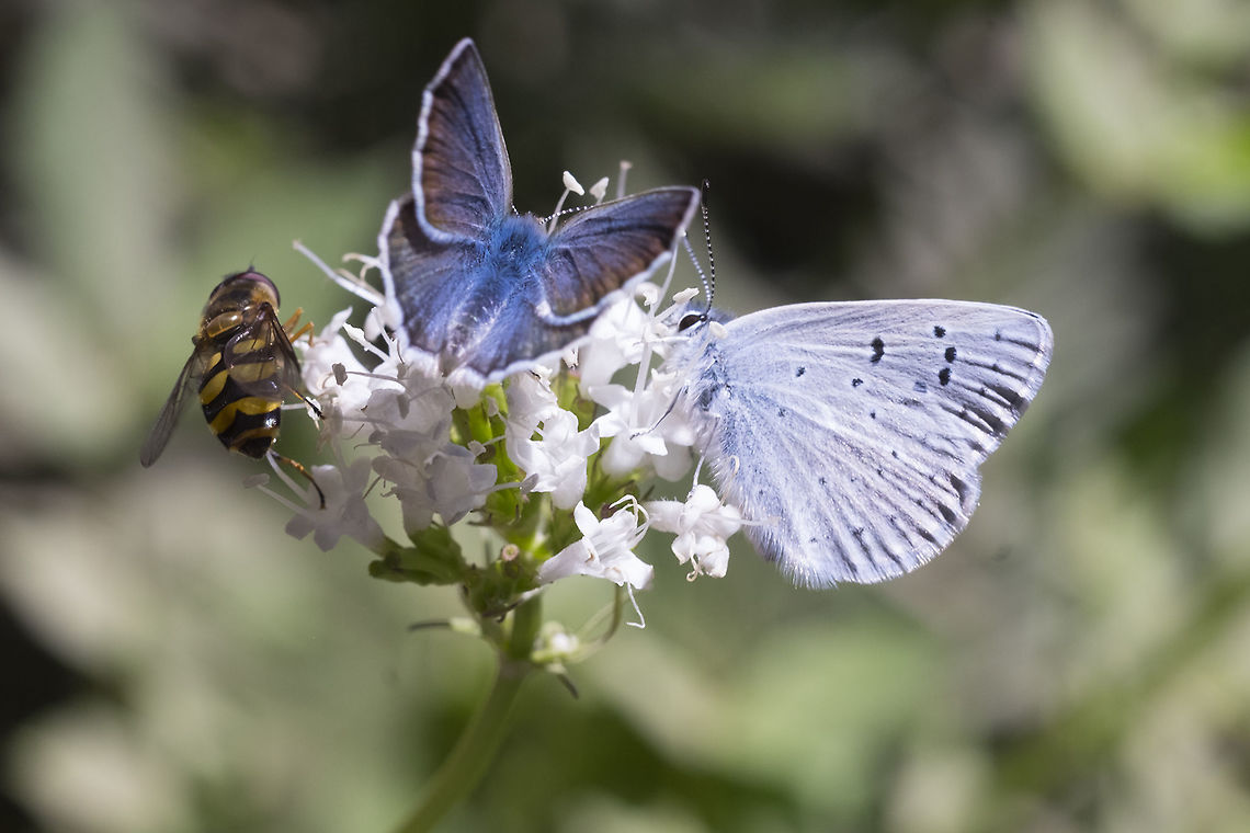 Full house I believe both of the butterflies are Boisduvals Blues Aricia icarioides,Boisduvals Blue,Geotagged,Summer,United States