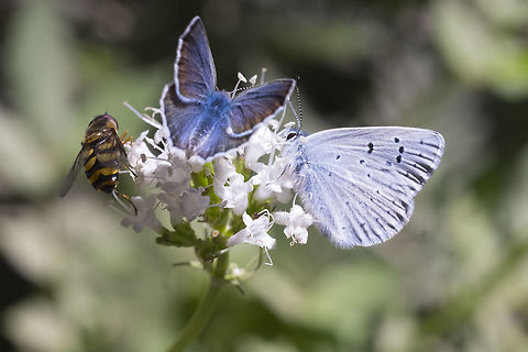 Full house I believe both of the butterflies are Boisduvals Blues Aricia icarioides,Boisduvals Blue,Geotagged,Summer,United States