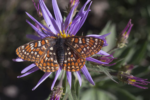 Edith's checkerspot  Ediths checkerspot,Euphydryas editha,Geotagged,Summer,United States
