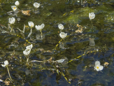 Brazilian waterweed  Egeria densa,Geotagged,United States