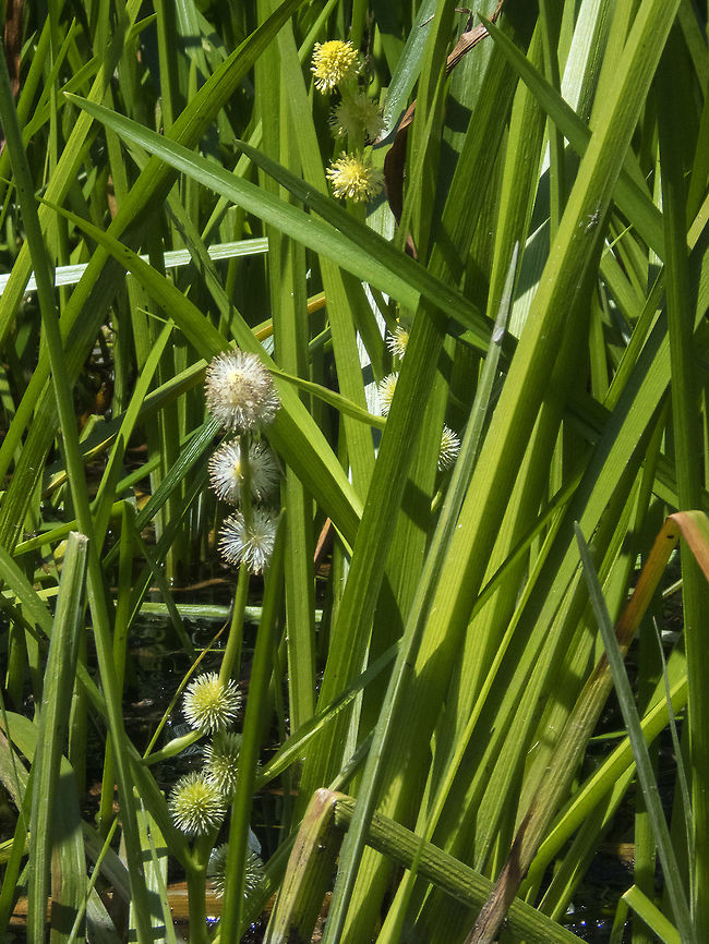 broadfruit bur-reed  Geotagged,Sparganium eurycarpum,United States