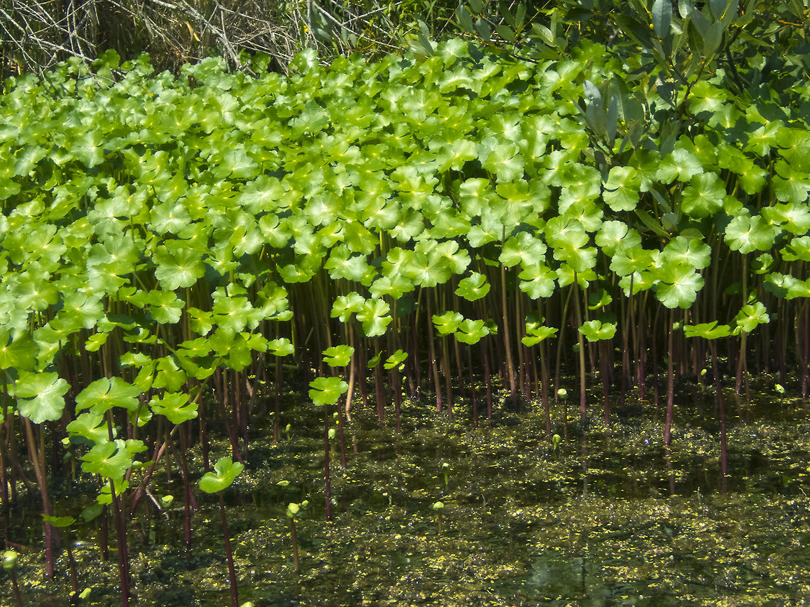 Floating marshpennywort  Geotagged,Hydrocotyle ranunculoides,United States