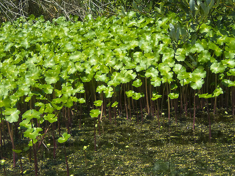 Floating marshpennywort Geotagged,Hydrocotyle ranunculoides,United States