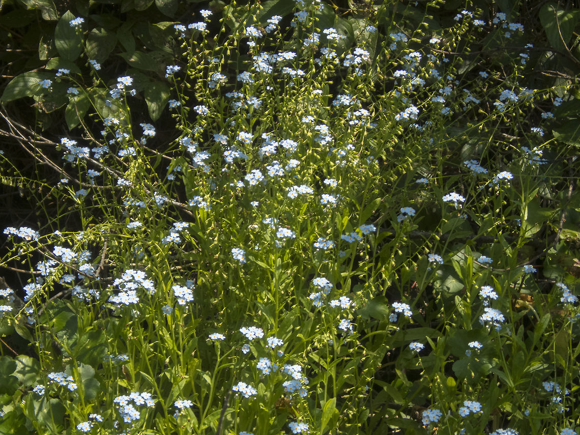 manyflower stickseed  Geotagged,Hackelia floribunda,United States