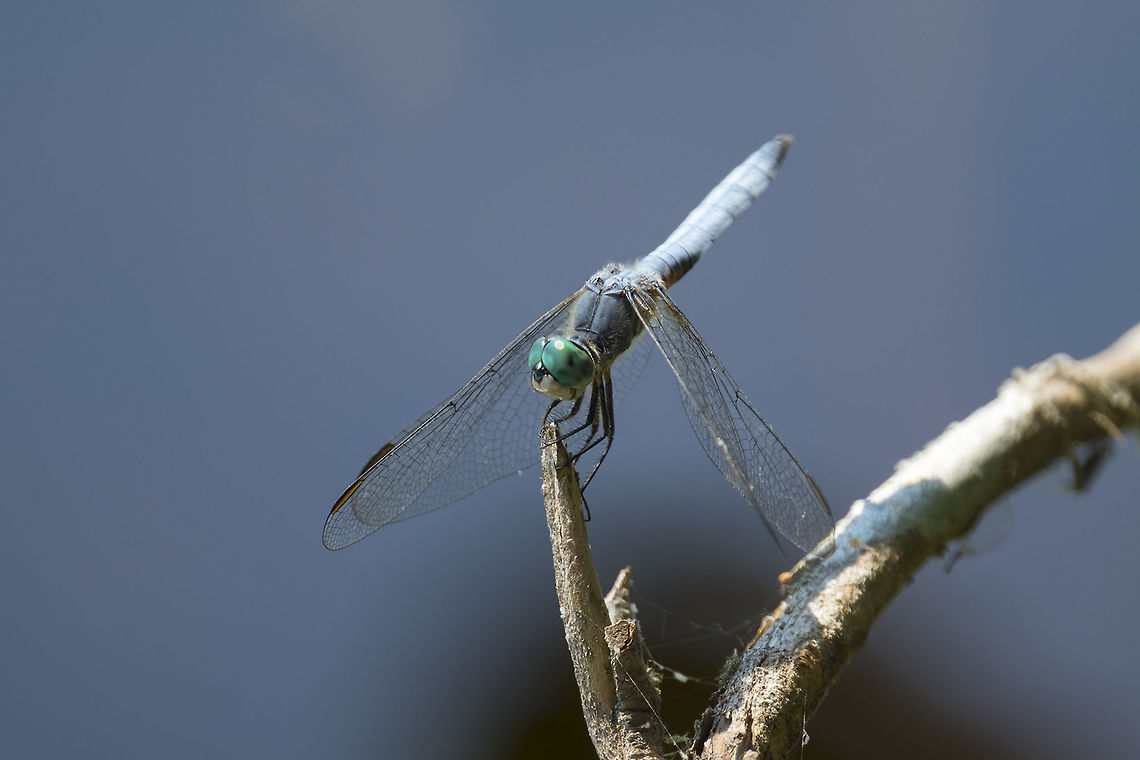 Comanche skimmer  Geotagged,Libellula comanche,Summer,United States
