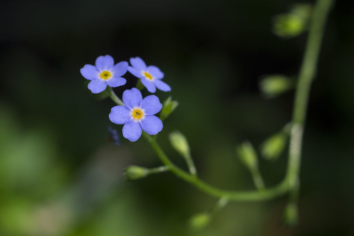 Large flowered stickseed  Geotagged,Hackelia floribunda,Large-flowered stickseed,Summer,United States