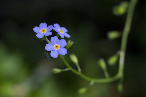 Large flowered stickseed  Geotagged,Hackelia floribunda,Large-flowered stickseed,Summer,United States