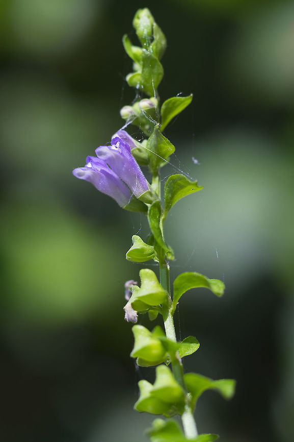 mad dog skullcap  Geotagged,Scutellaria lateriflora,Summer,United States