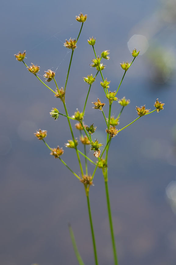 jointleaf rush  Geotagged,Juncus articulatus,Summer,United States