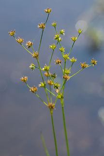 jointleaf rush  Geotagged,Juncus articulatus,Summer,United States