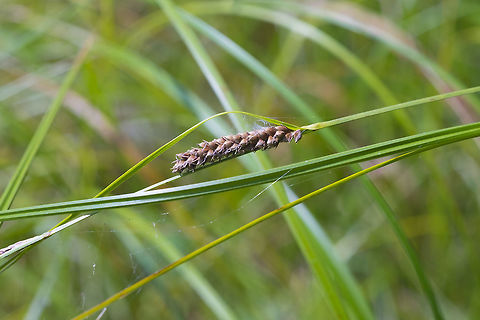 Carex sp.  Carex pellita,Geotagged,Summer,United States,Woolly sedge