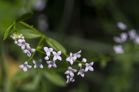 common marsh bedstraw Galium palustre,Geotagged,Marsh bedstraw,Summer,United States