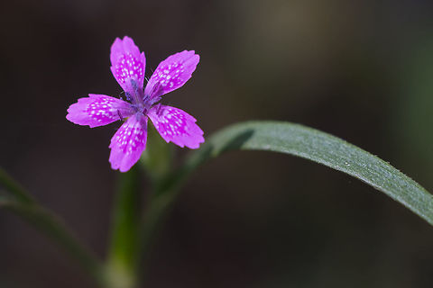 Deptford pink  Deptford Pink,Dianthus armeria,Geotagged,Summer,United States