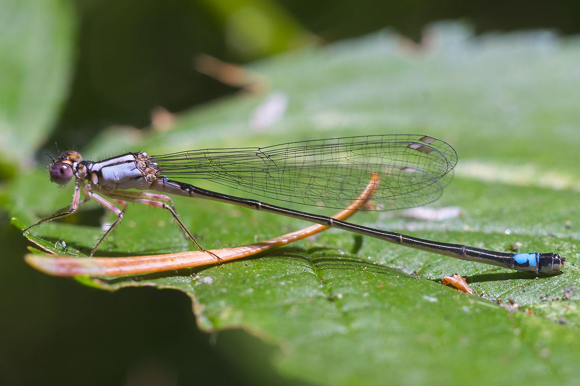 Emma's dancer  Argia emma,Black-fronted Forktail,Geotagged,Ischnura denticollis,Summer,United States
