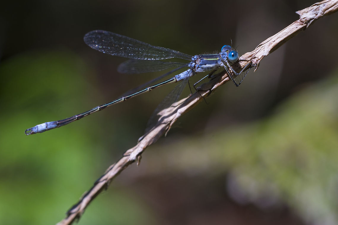 Lyre-tipped spreadwing  Geotagged,Lestes Unguiculatus,Lyre-tipped Spreadwing,Summer,United States