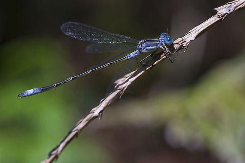 Lyre-tipped Spreadwing