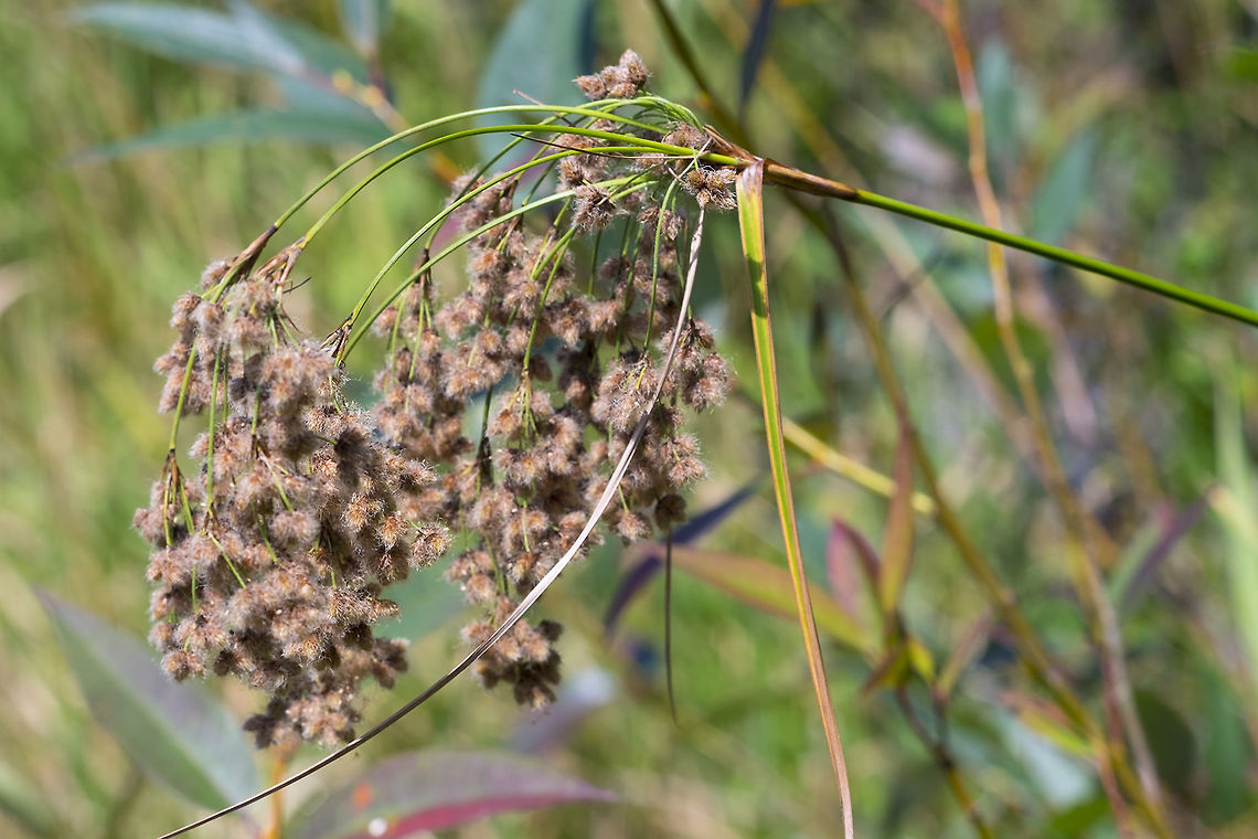 rush  Geotagged,Scirpus cyperinus,Summer,United States