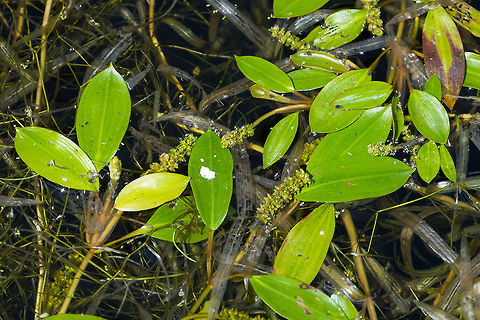 Ribbon leaf pondweed Geotagged,Potamogeton epihydrus,Potamogeton illinoensis,Summer,United States