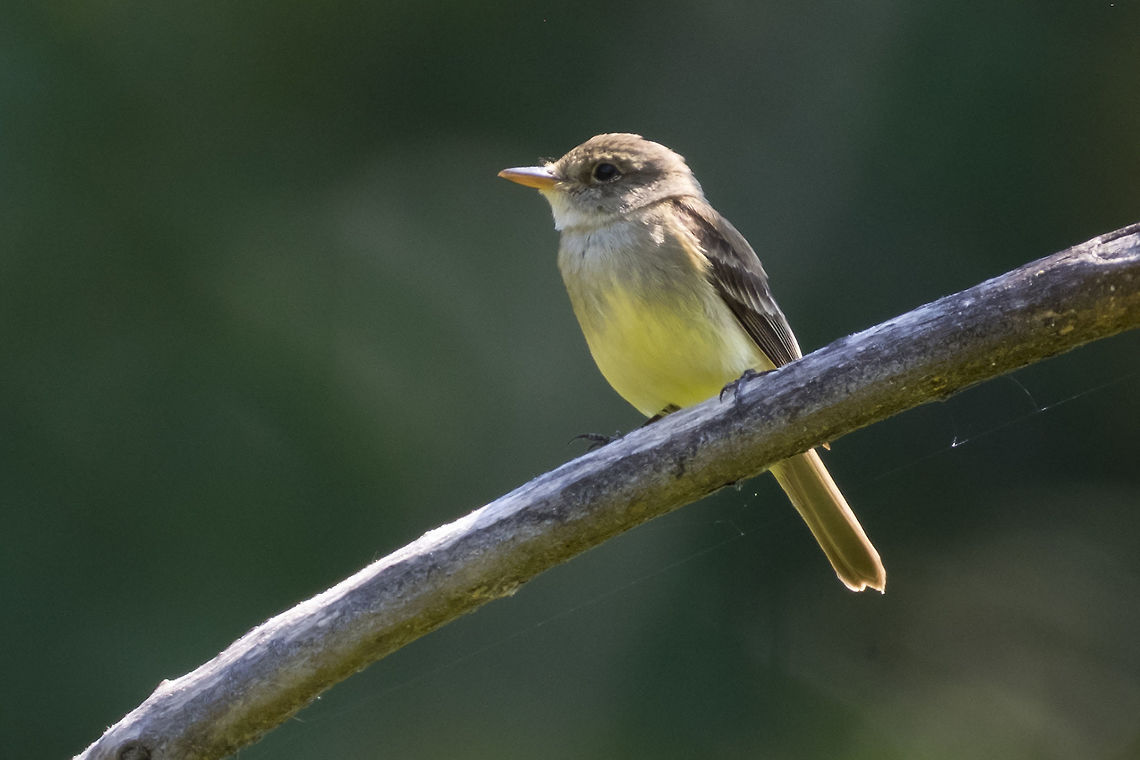 Least flycatcher  Empidonax minimus,Geotagged,Least flycatcher,Summer,United States