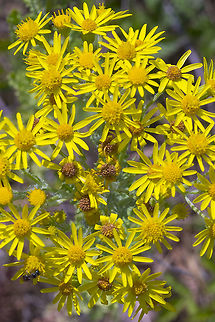 tansy ragwort  Geotagged,Jacobaea vulgaris,Summer,United States