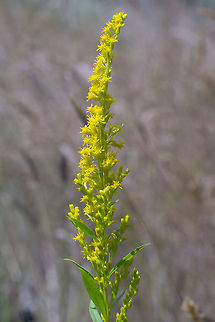 Cascade Canada goldenrod  Geotagged,Solidago elongata,Summer,United States