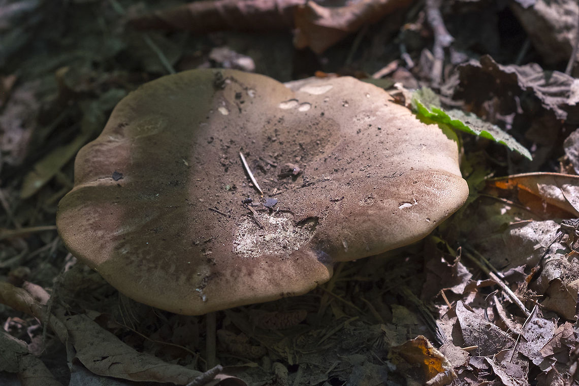summer mushroom  Geotagged,Summer,United States