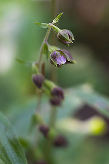 subtle little flowers  Broad-leaved Helleborine,Epipactis helleborine,Geotagged,Summer,United States