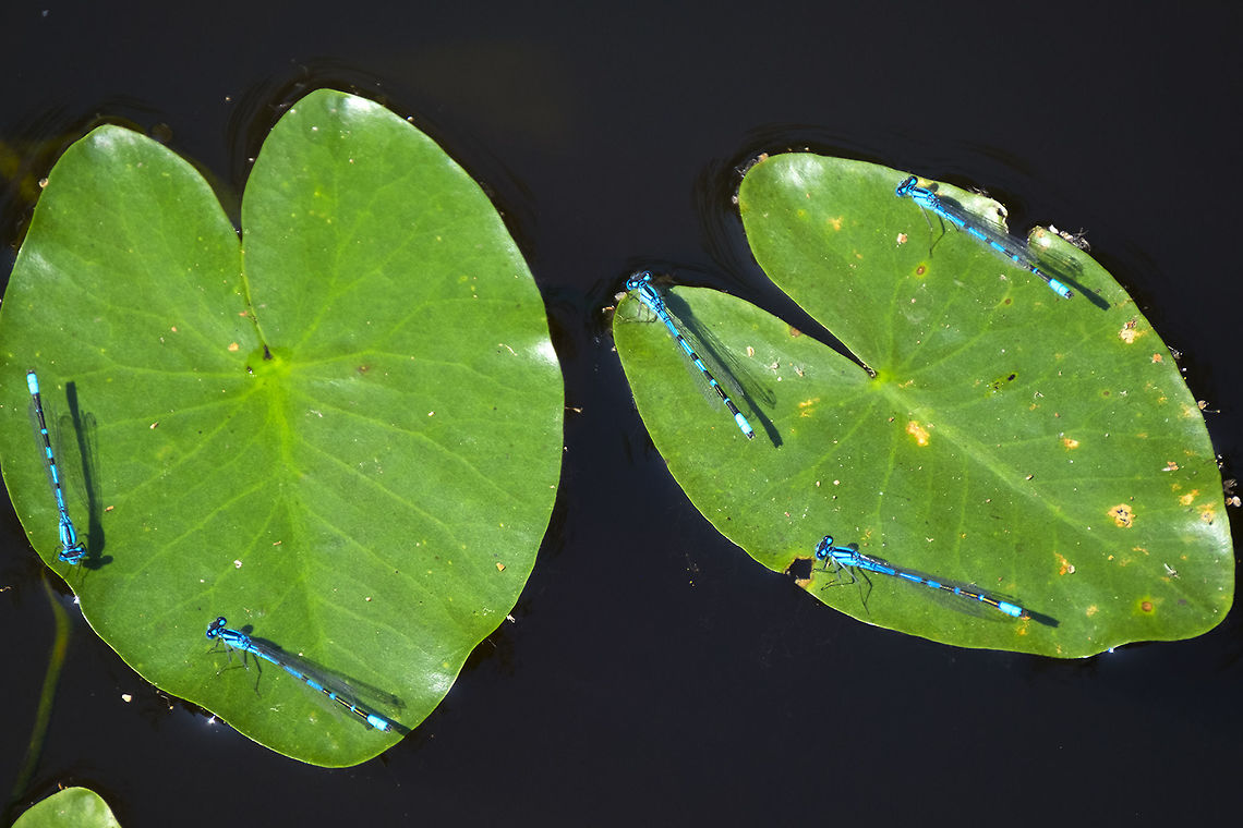 boreal bluet  Boreal bluet,Enallagma boreale,Geotagged,Summer,United States
