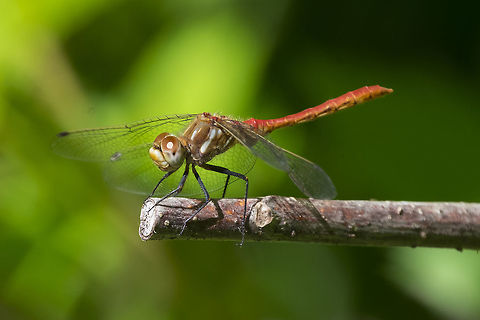 Striped Meadowhawk  Geotagged,Summer,Sympetrum pallipes,United States