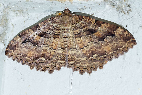 Tissue Moth  Triphosa haesitata