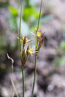 Baltic rush, Washington, USA  Baltic rush,Geotagged,Juncus balticus,Summer,United States